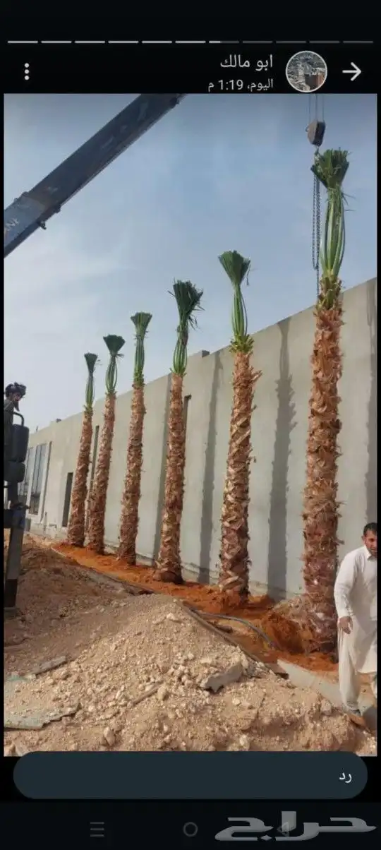 السلام عليكم ورحمة الله وبركاته يوجد لدينا نخل للبيع فسايل 3