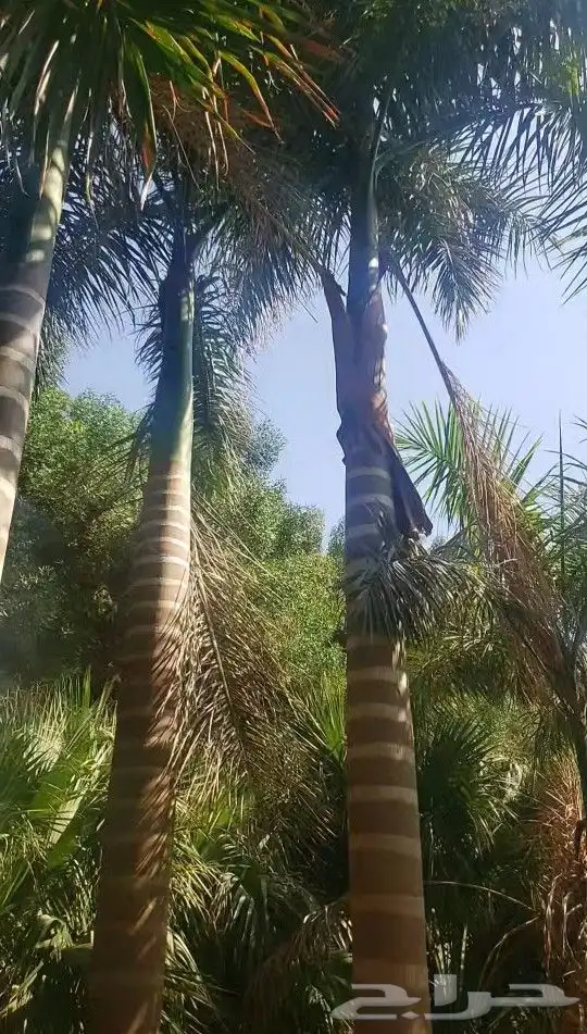 نخل ملوكي طوال السعر خاص والكمية محدوده 0