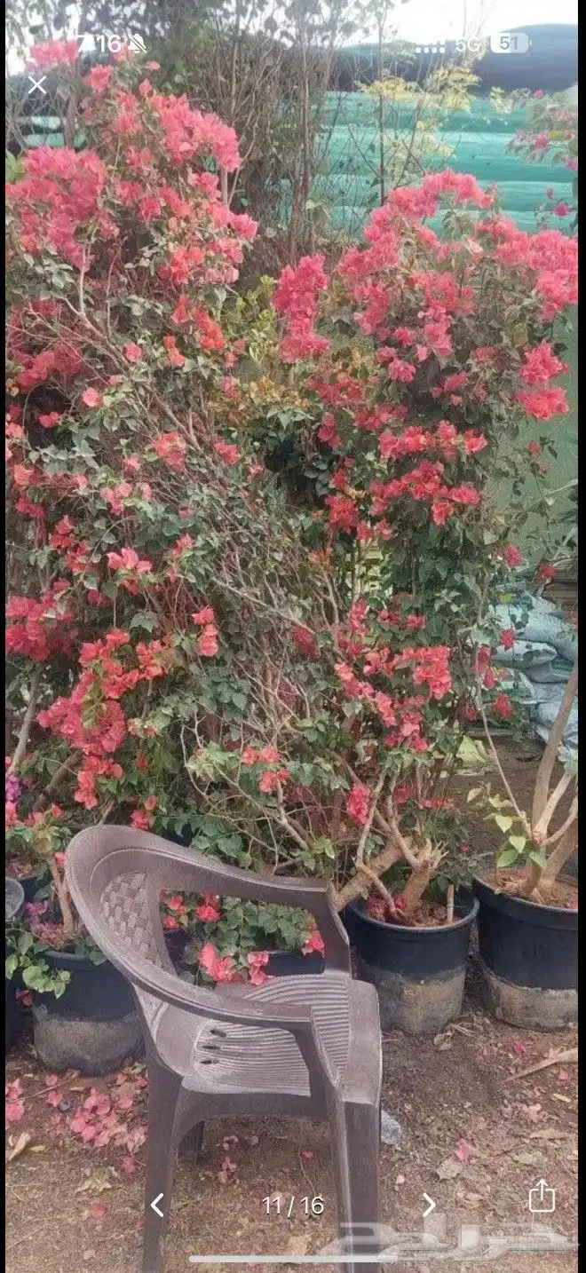 اشجارجهنميه واشجاراخرا الرياض ونوصل الا جميع مدن المملكه 0