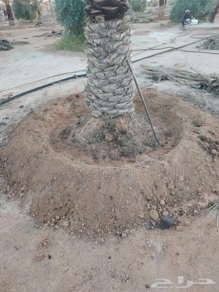 تكريب النخل 3