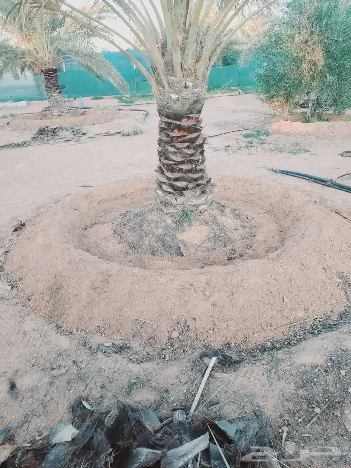 تكريب النخل 1