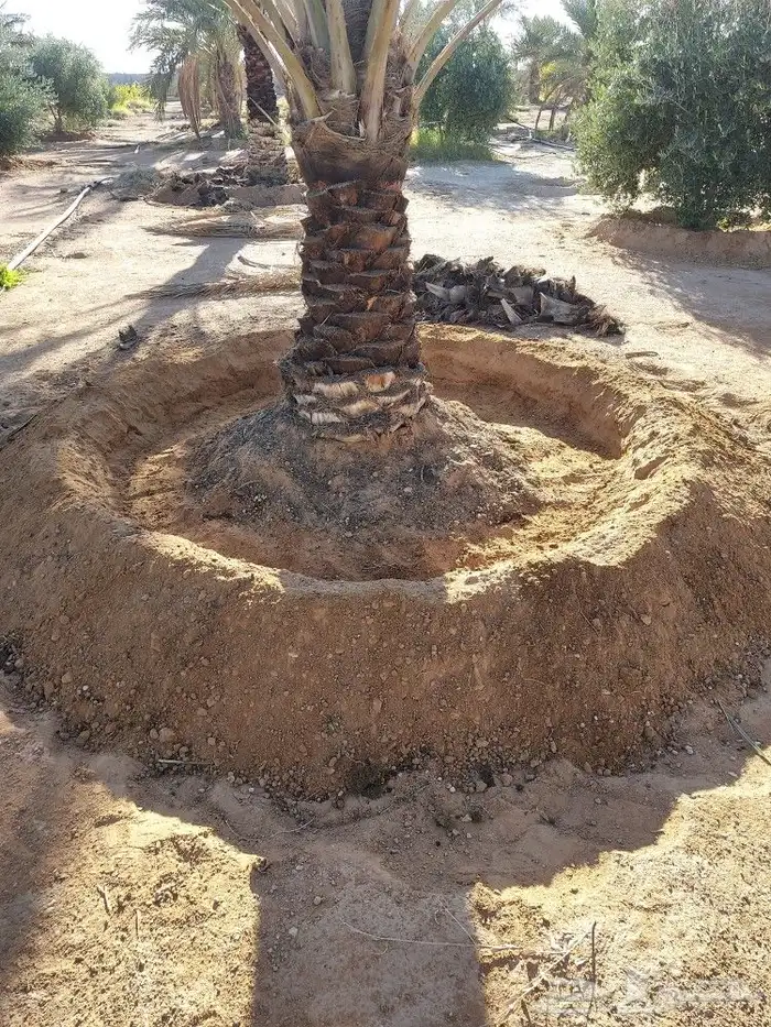 تكريب النخل 4