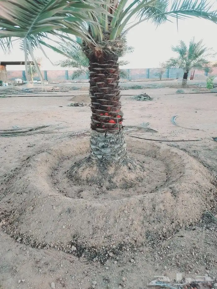 تكريب النخل 0