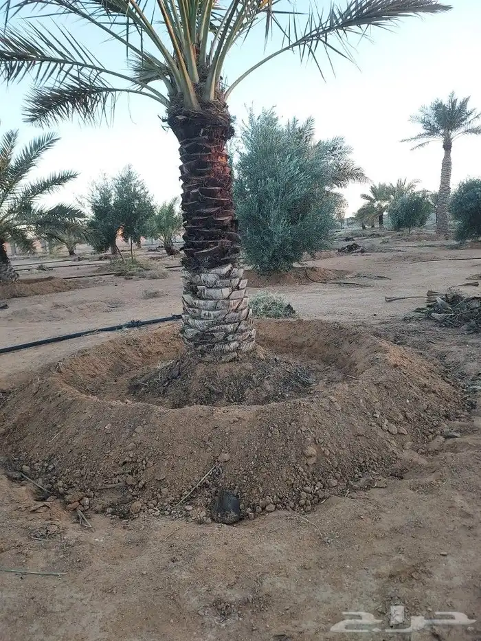 تكريب النخل 2