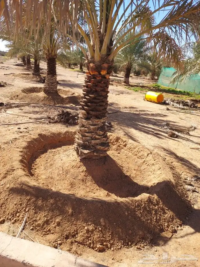 تكريب النخل 5