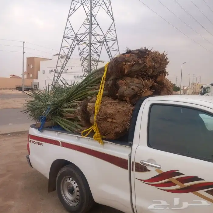 نخل القصيم المثمرة نخيل جوده عاليه 1