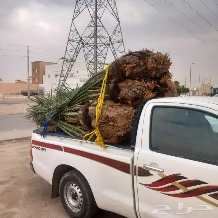 نخل القصيم المثمرة نخيل جوده عاليه 3