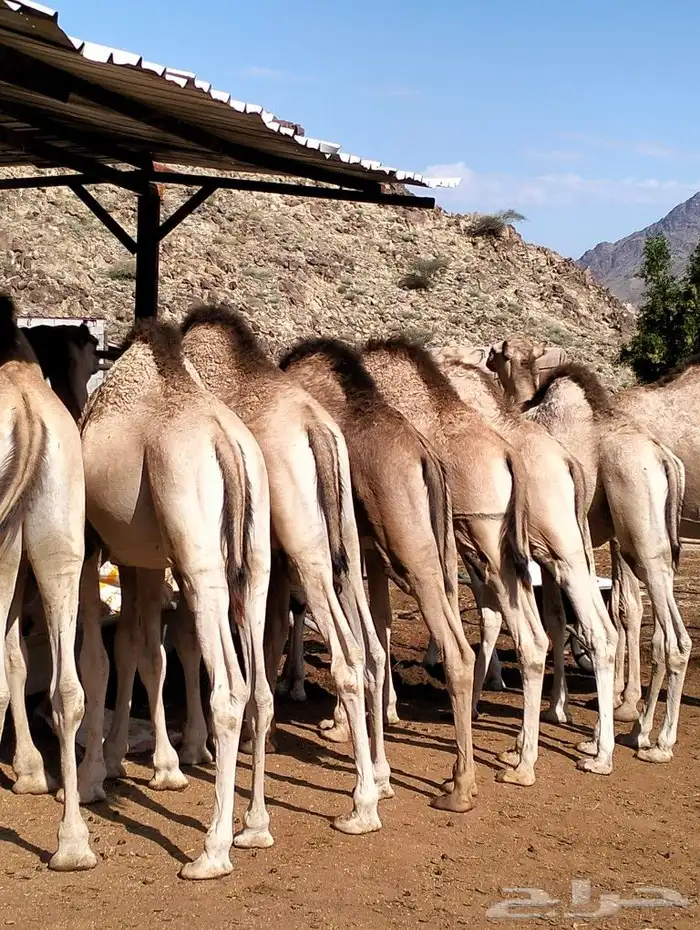 قعدان للبيع كفو العدد 15راس 1