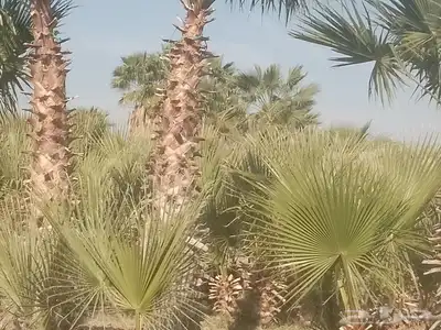 نخل واشنطني اسعار جمله كل المقاسات حائل والقصيم 3