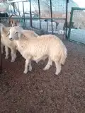 طليان حرية ذبايح ممتااازة ومتميزة 0