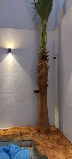 نخل شنطوني زينه 0