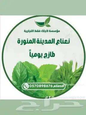 نعناع المدينة طاززج لطلب التواصلوتساب 0