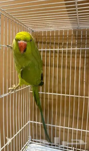 انثئ دره للبيع او البدل 0