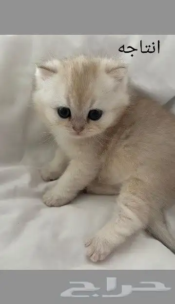 (( قط ذكر سكوتش فولد للتزاوج )) 8