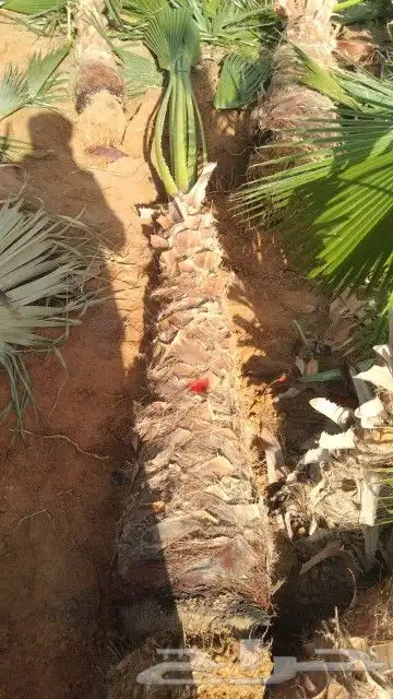 يوجد لدينا جميع انواع انخيل 5