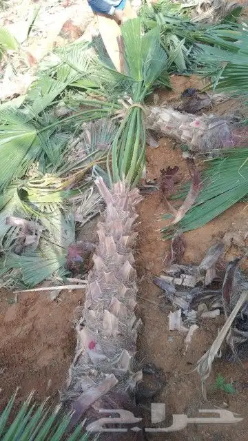 يوجد لدينا جميع انواع انخيل 4