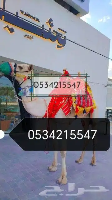 اجار زلول ركبي اجار رحول اجار جمل اجار جمال اجار خيل عربي 0