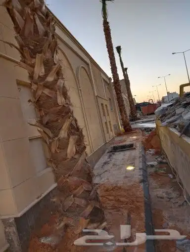 نخل شنطوني زينه 1
