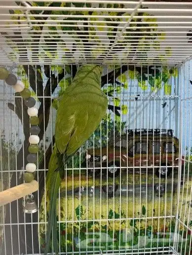 انثئ دره للبيع او البدل 1