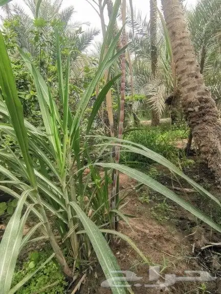للبيع قصب سكر 2