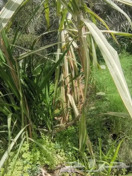 للبيع قصب سكر 1