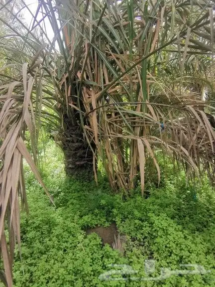 للبيع قصب سكر 0