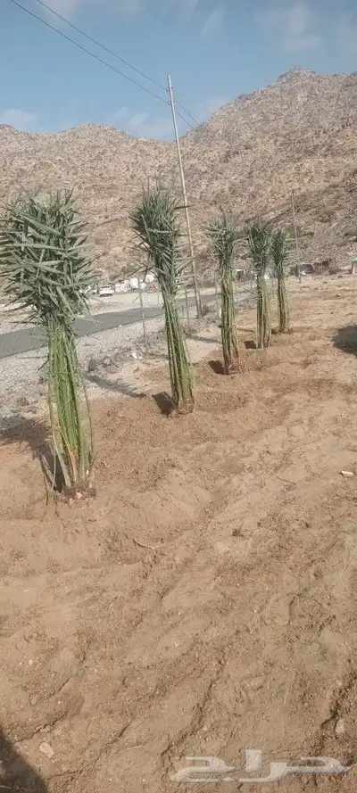 يوجد لدينا جميع انواع انخيل 1