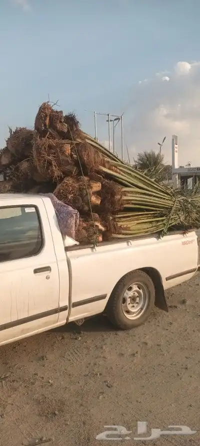 يوجد لدينا جميع انواع انخيل 6