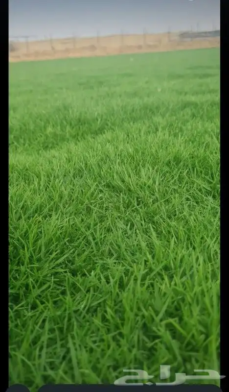 ثيل طبيعي سي الفين 3