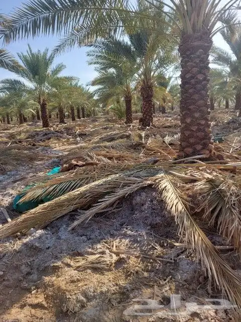 نخل للبيع 6