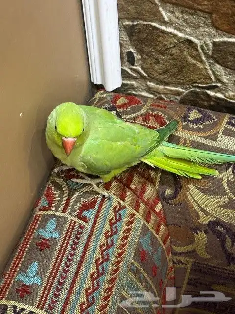 انثئ دره للبيع او البدل 2