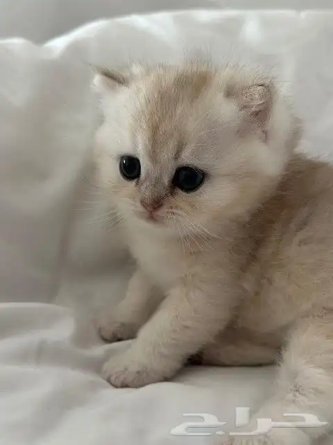 (( قط ذكر سكوتش فولد للتزاوج )) 9