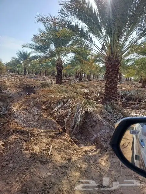 نخل للبيع 3