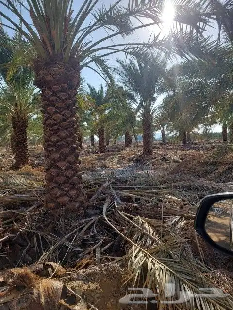 نخل للبيع 8