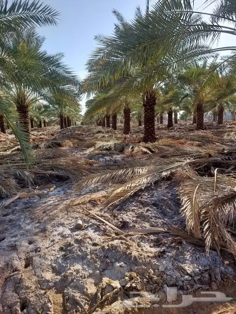 نخل للبيع 7