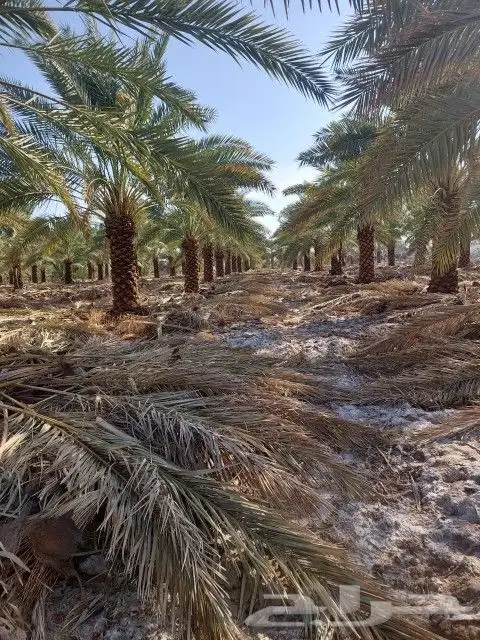 نخل للبيع 11