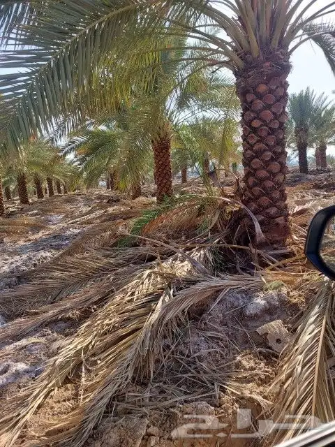 نخل للبيع 10