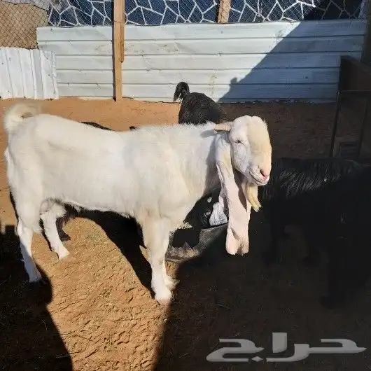 تم البيع تيس فحل مطور ابيض صافي ابرص قريع حار مشروط 1