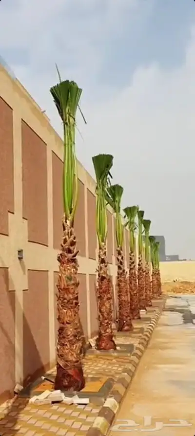 يوجد لدينا جميع انواع انخيل 3