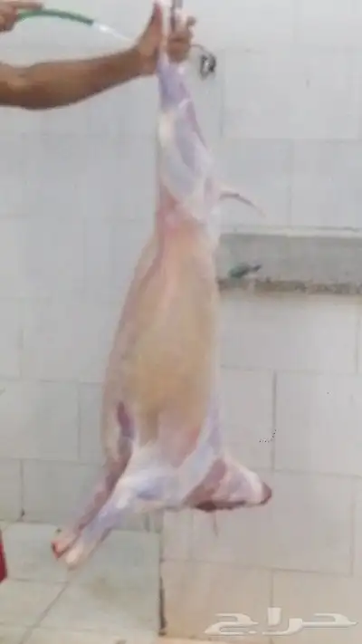 طليان حرية ذبايح ممتااازة ومتميزة 3