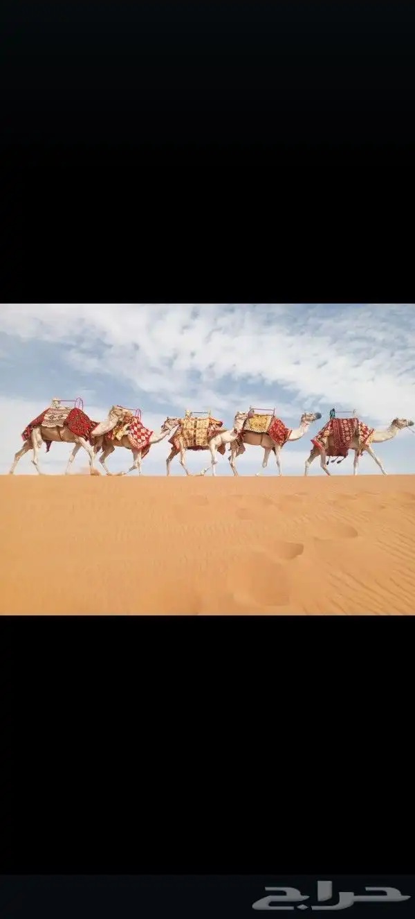 اجار زلول ركبي اجار رحول اجار جمل اجار جمال اجار خيل عربي 9