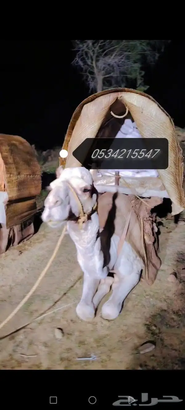اجار زلول ركبي اجار رحول اجار جمل اجار جمال اجار خيل عربي 6