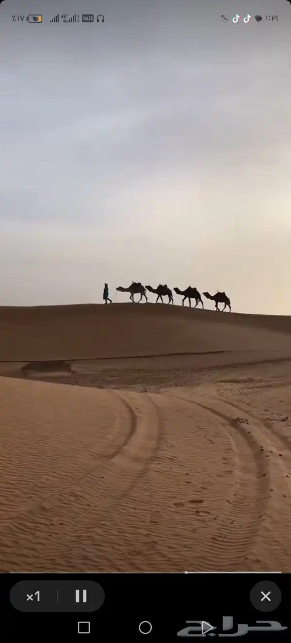 اجار زلول ركبي اجار رحول اجار جمل اجار جمال اجار خيل عربي 3