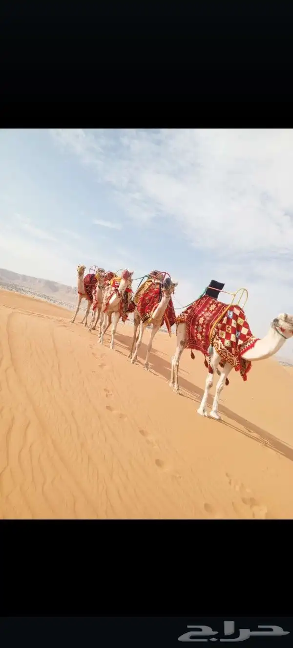 اجار زلول ركبي اجار رحول اجار جمل اجار جمال اجار خيل عربي 8
