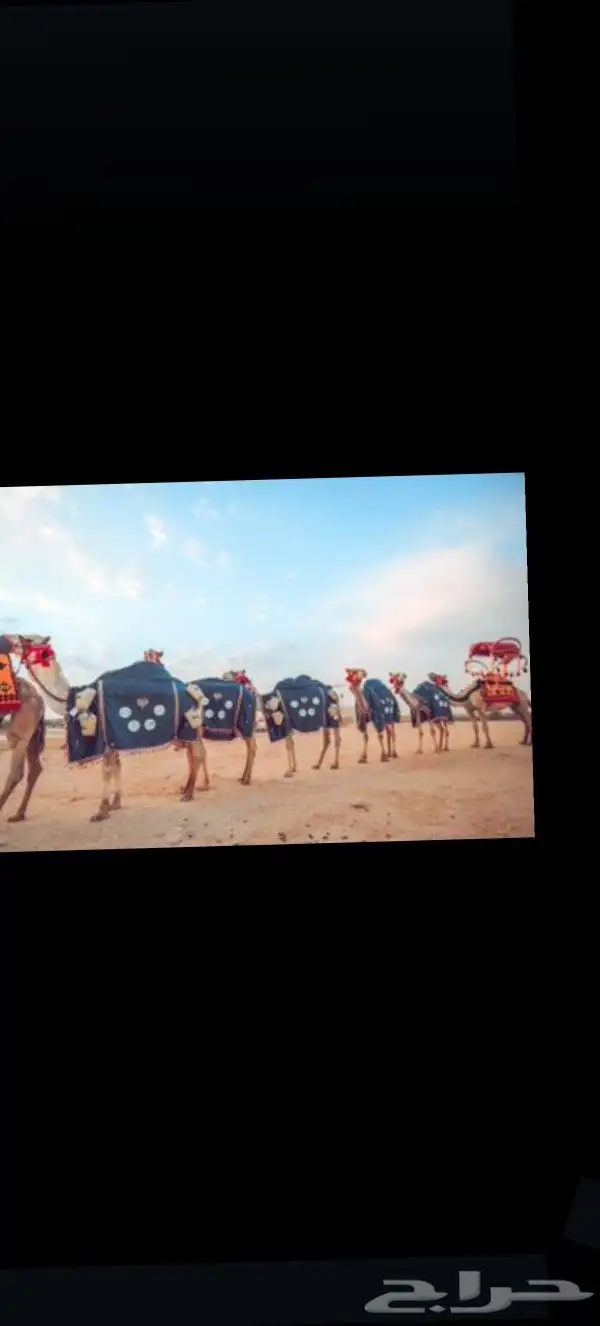 اجار زلول ركبي اجار رحول اجار جمل اجار جمال اجار خيل عربي 7