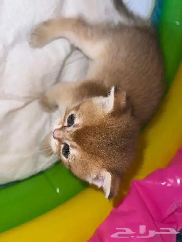 (( قط ذكر سكوتش فولد للتزاوج )) 6