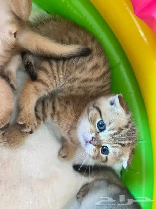 (( قط ذكر سكوتش فولد للتزاوج )) 5