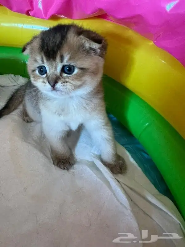 (( قط ذكر سكوتش فولد للتزاوج )) 4