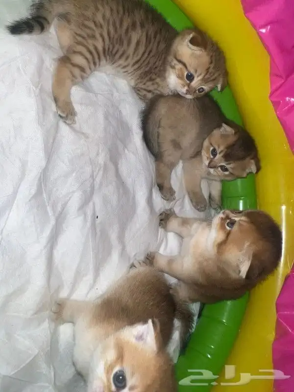 (( قط ذكر سكوتش فولد للتزاوج )) 3