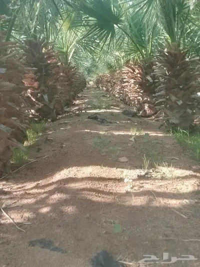 نخل واشنطني اسعار جمله كل المقاسات حائل والقصيم 0